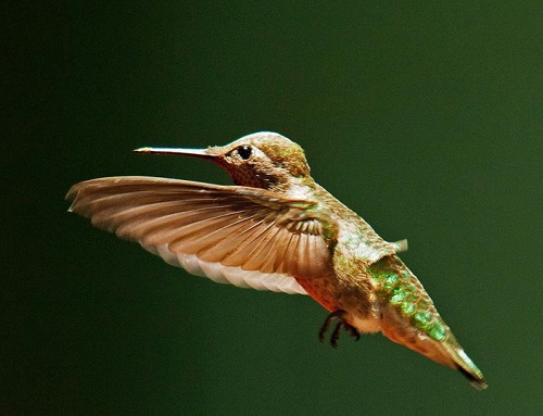 an. hummingbird d.jpg